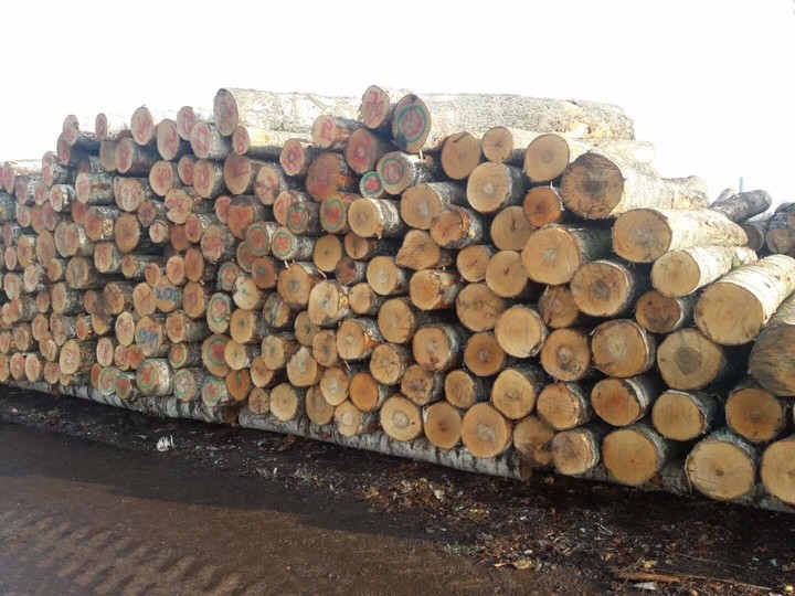 Birch logs 